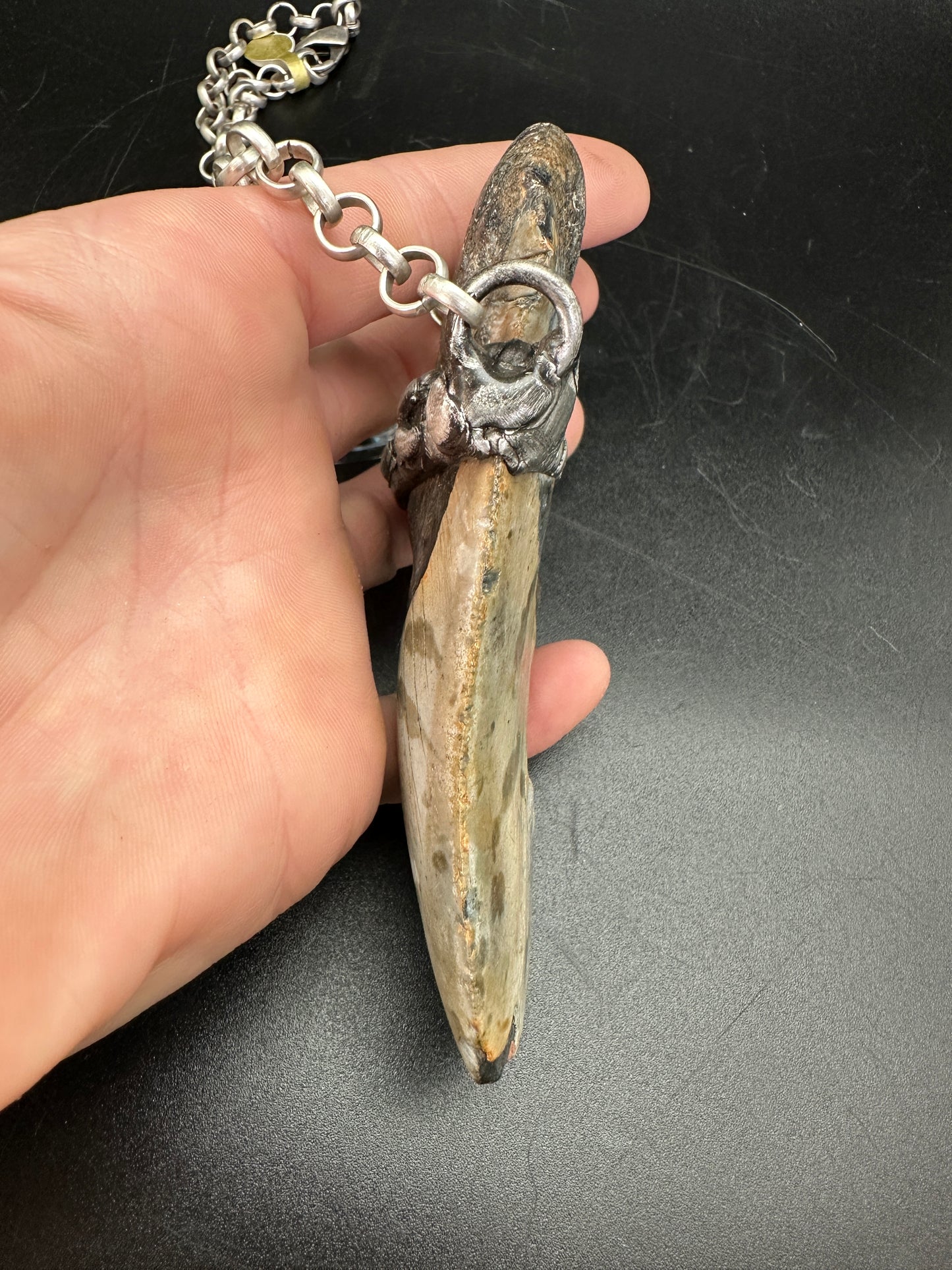 Meg ~ Megalodon Tooth Necklace