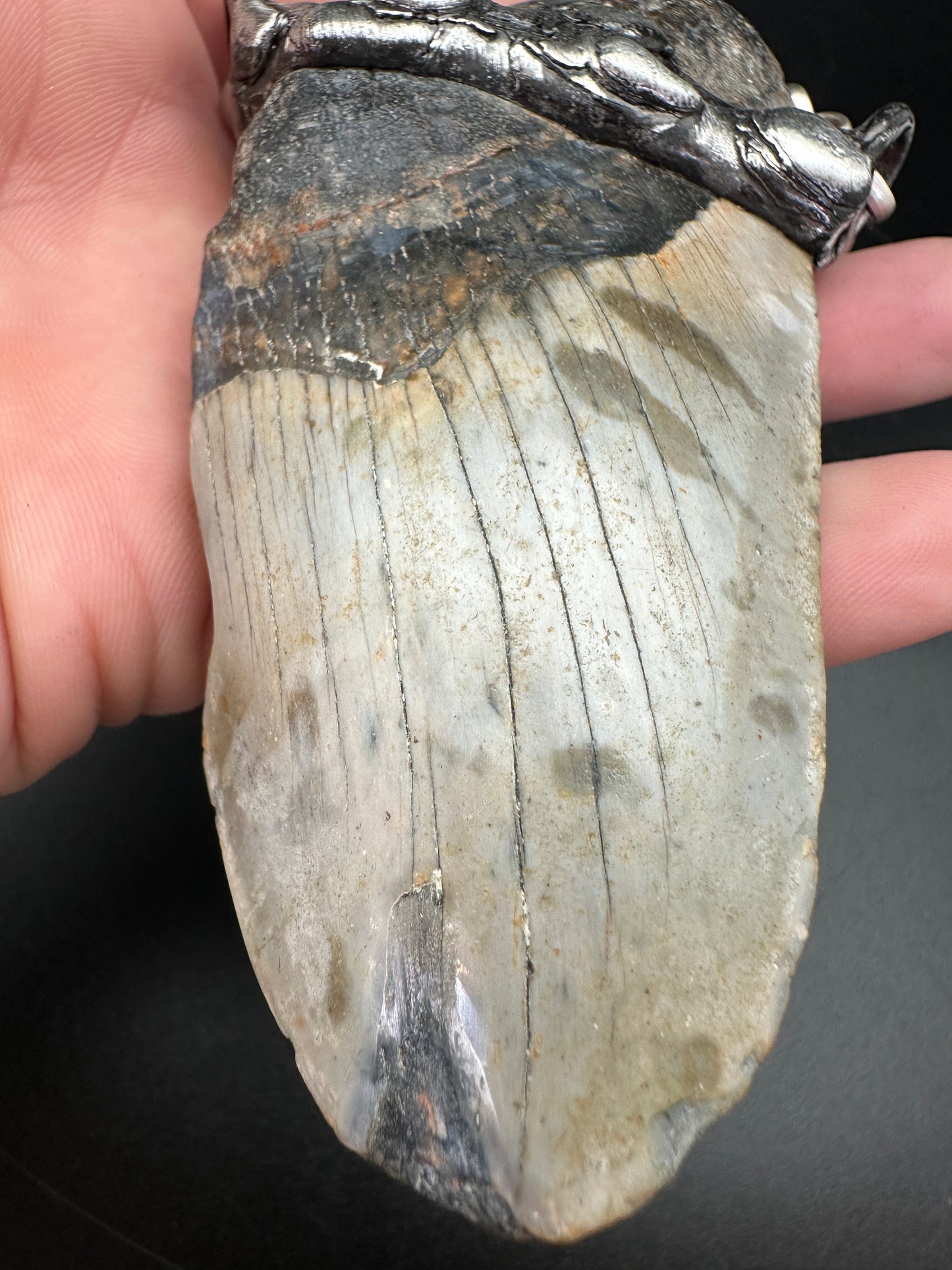 Meg ~ Megalodon Tooth Necklace