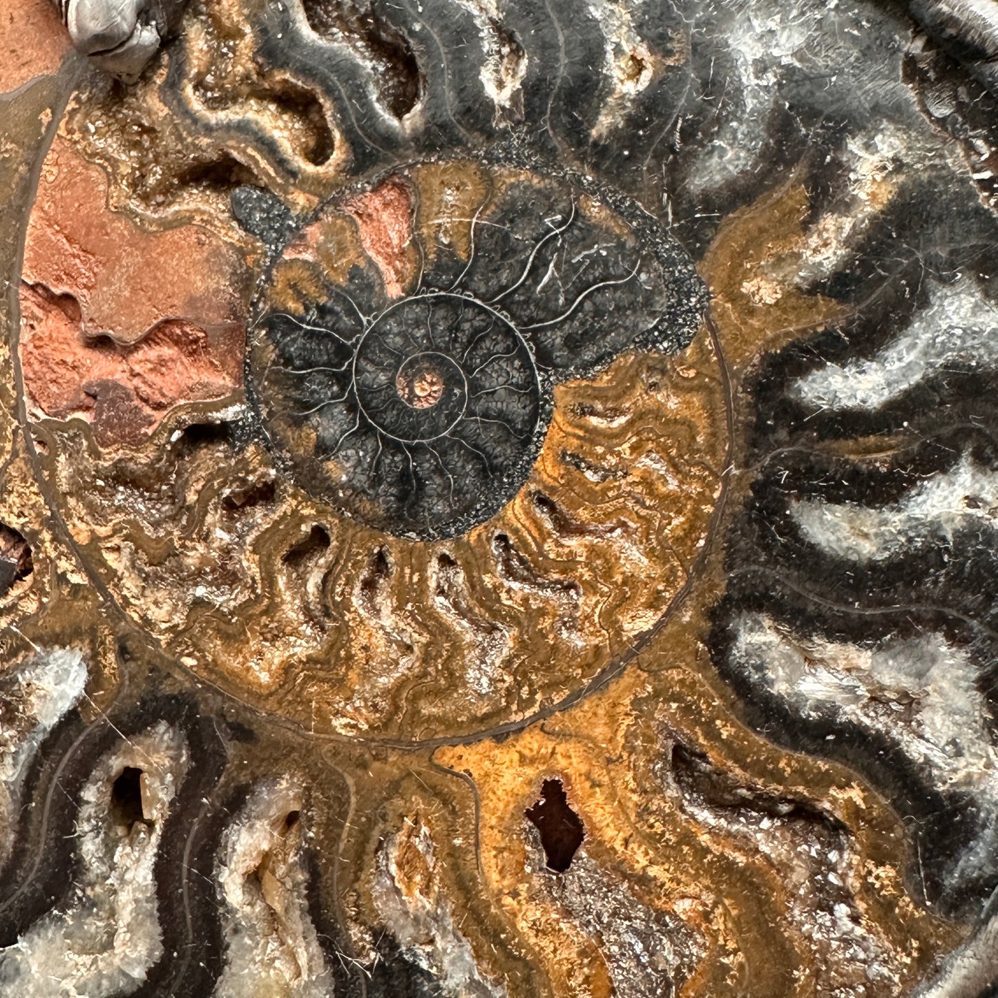 Fibonacci ~ Massive Fossil Ammonite Necklace
