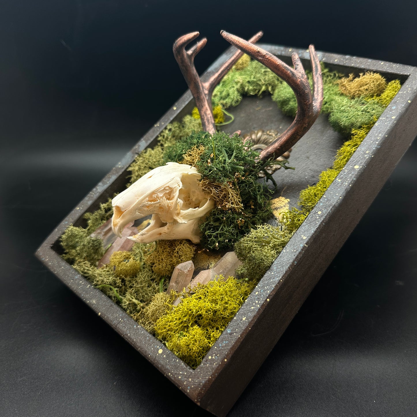 Bloodroot Reliquary ~ Jackalope Assemblage