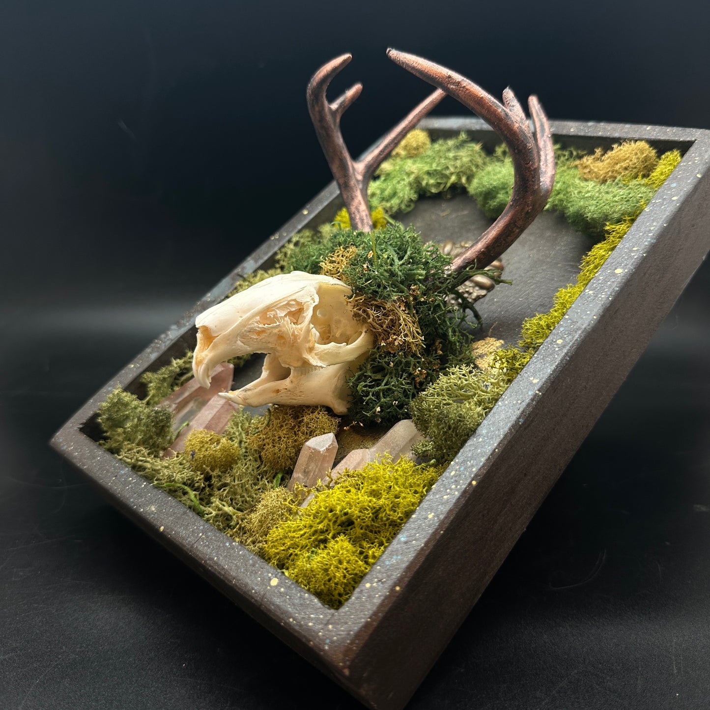 Bloodroot Reliquary ~ Jackalope Assemblage