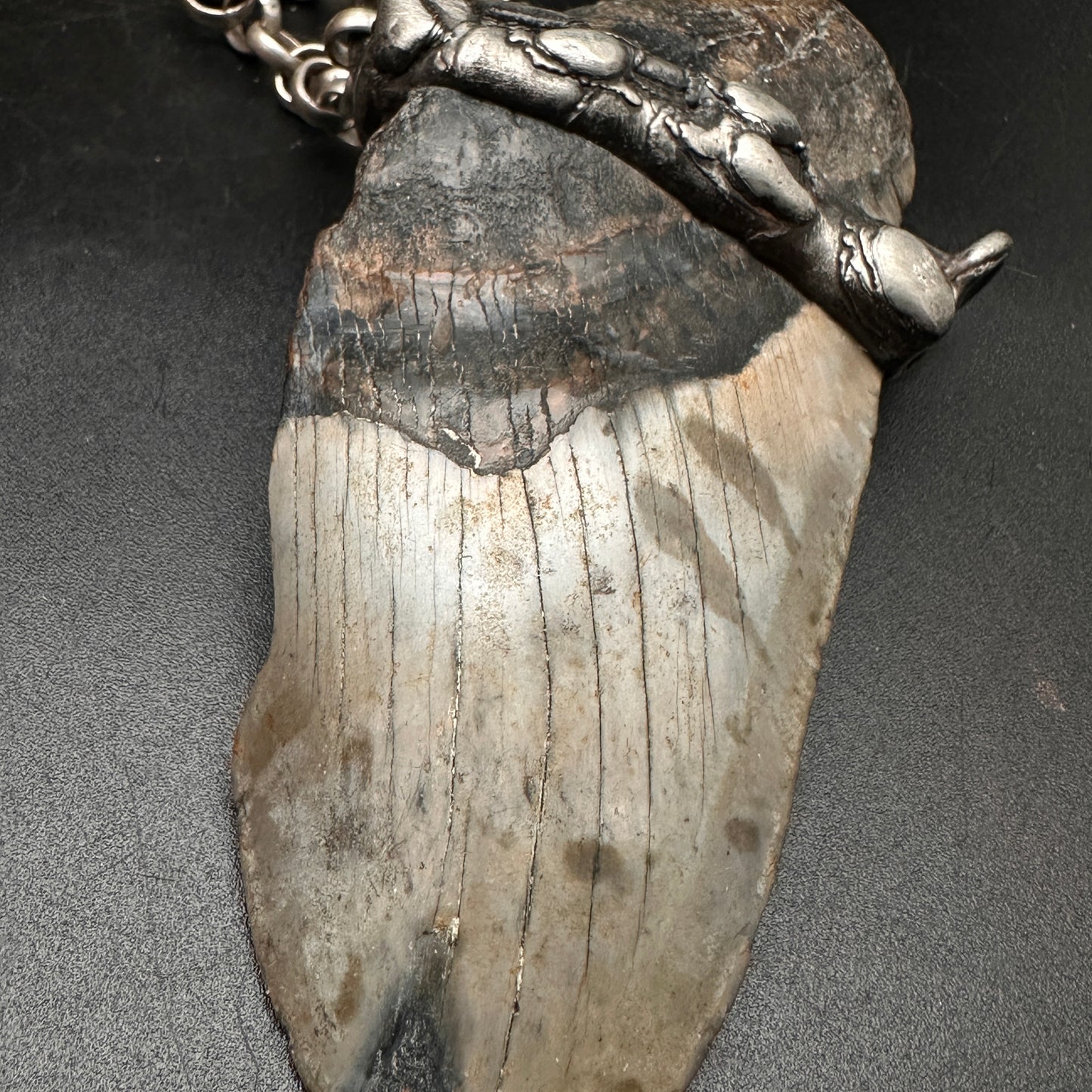 Meg ~ Megalodon Tooth Necklace
